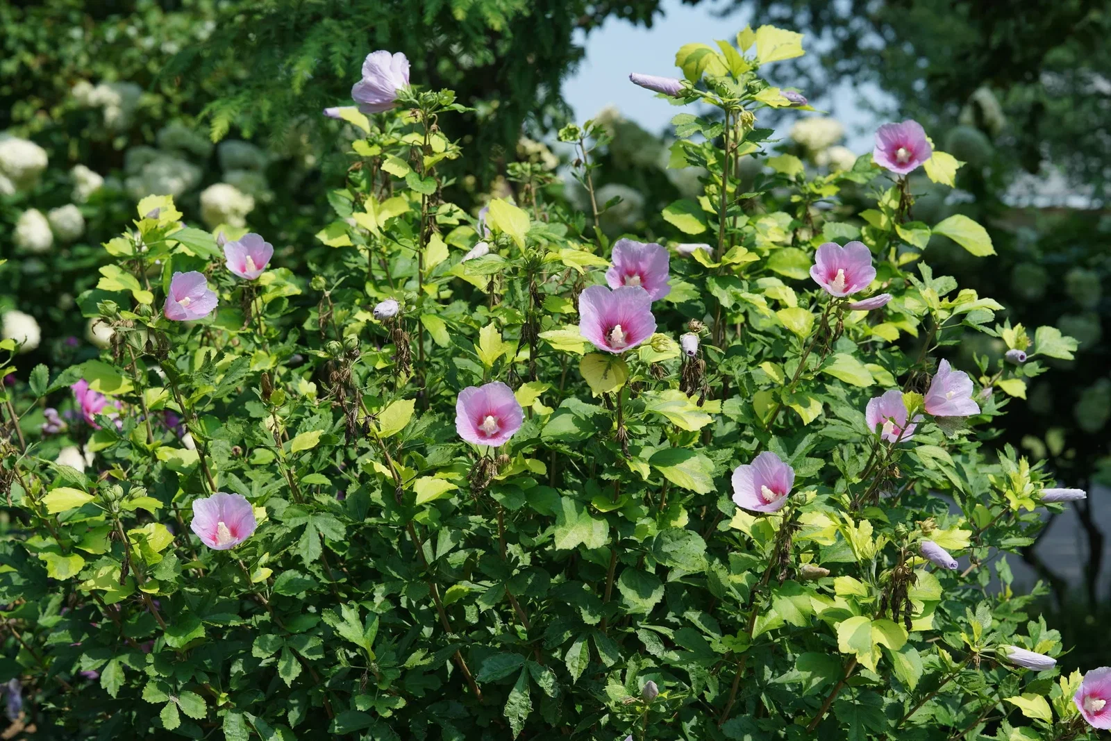 Image of Paraplu Adorned® Rose of Sharon