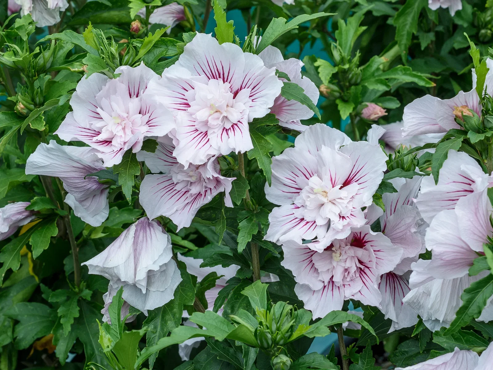 Image of Starblast Chiffon® Rose of Sharon