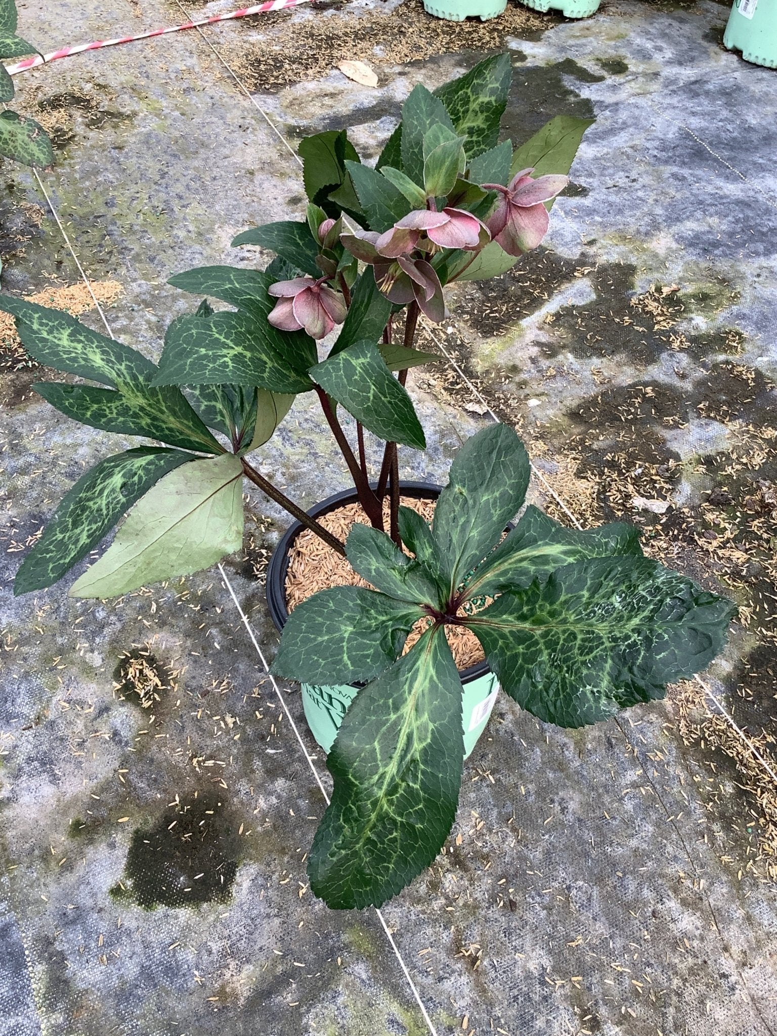 Image of FrostKiss™ Pippa's Purple® Lenten Rose