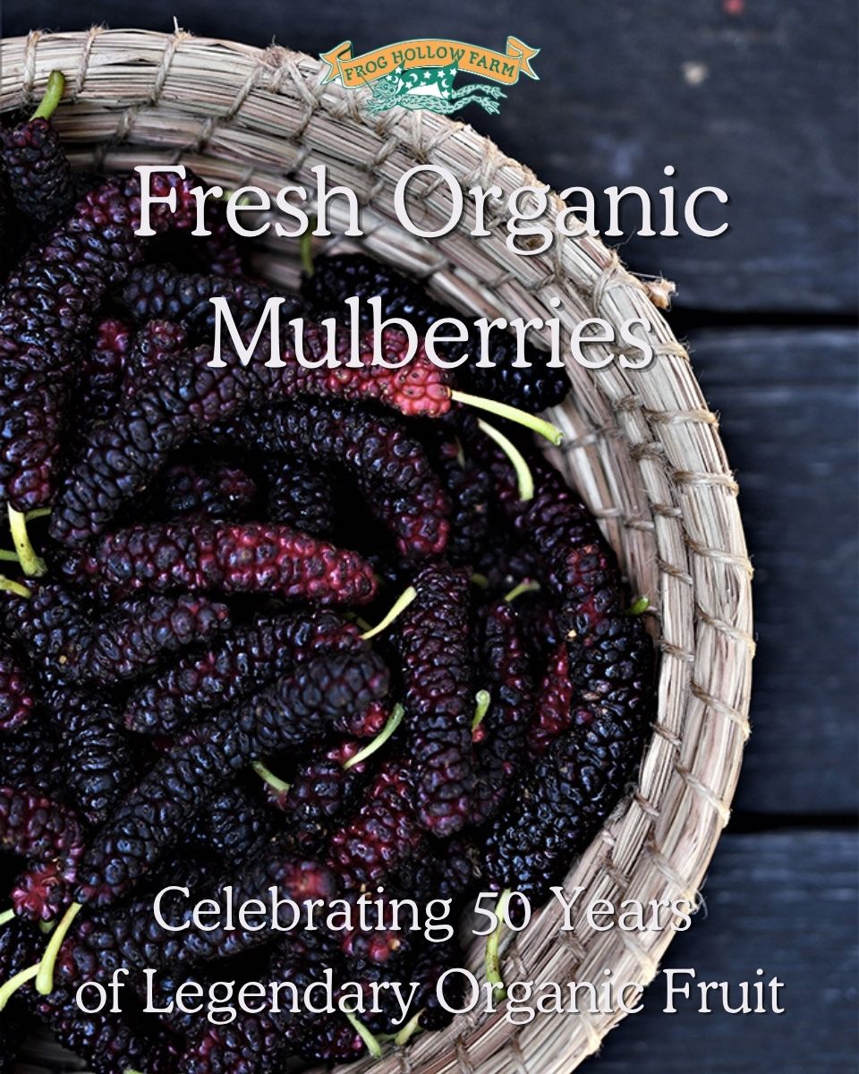 Organic Frozen Mulberries