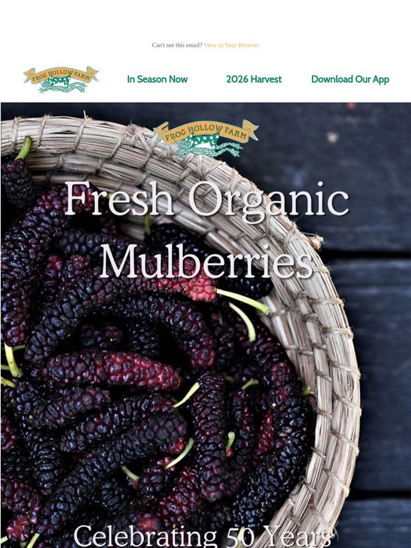 Now is the Season! Organic Mulberries! 😍