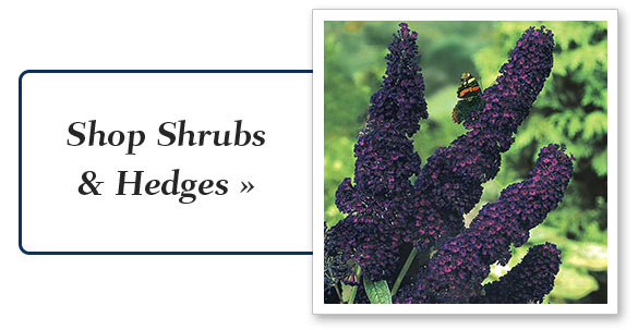 shrubs-hedges