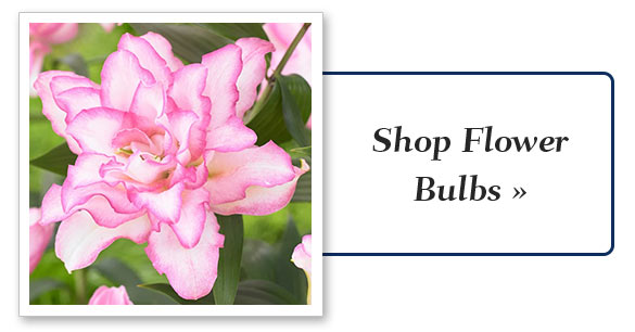 flower_bulbs