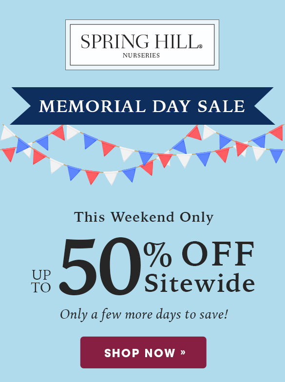 Memorial Day Sale | Up to 50% OFF Sitewide