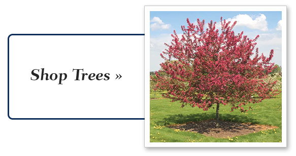 trees