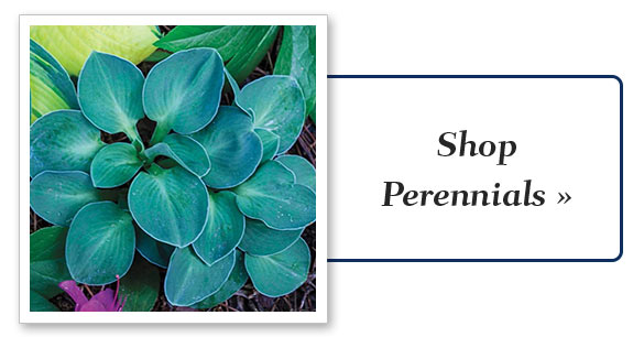 perennial_plants