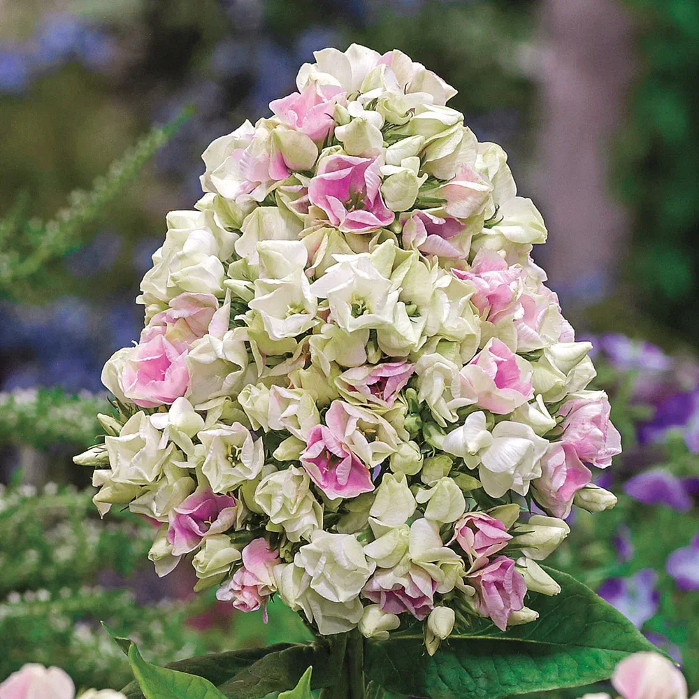 Hardy Tall Phlox Crème de la Crème