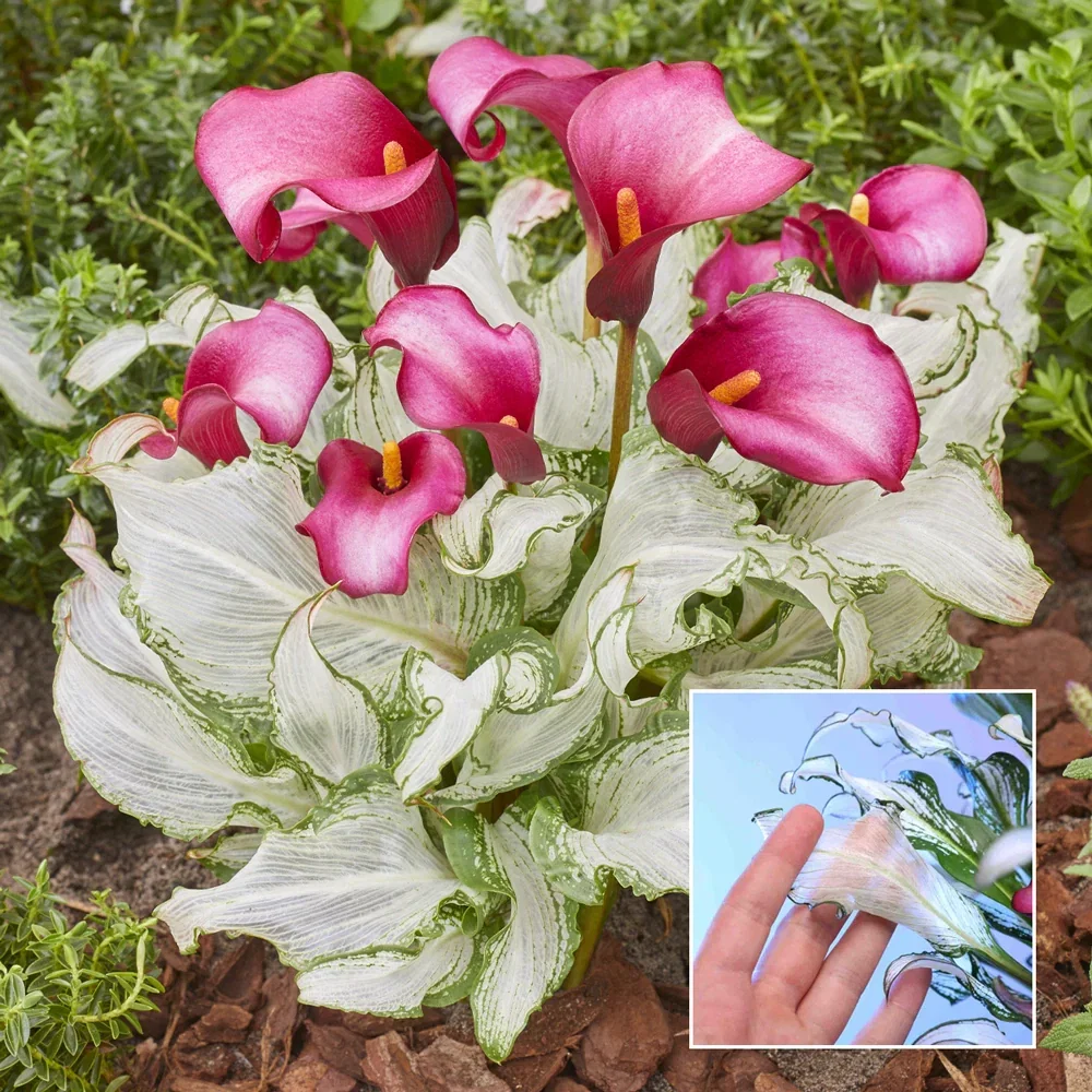 Calla Lily Frozen Queen