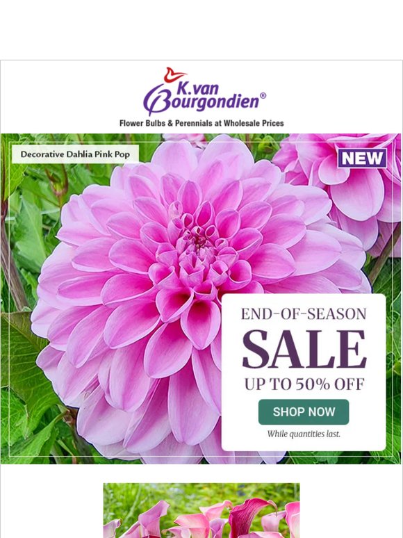 Low, Bulk Pricing + Up to 50% Off = Best Deals of the Season!