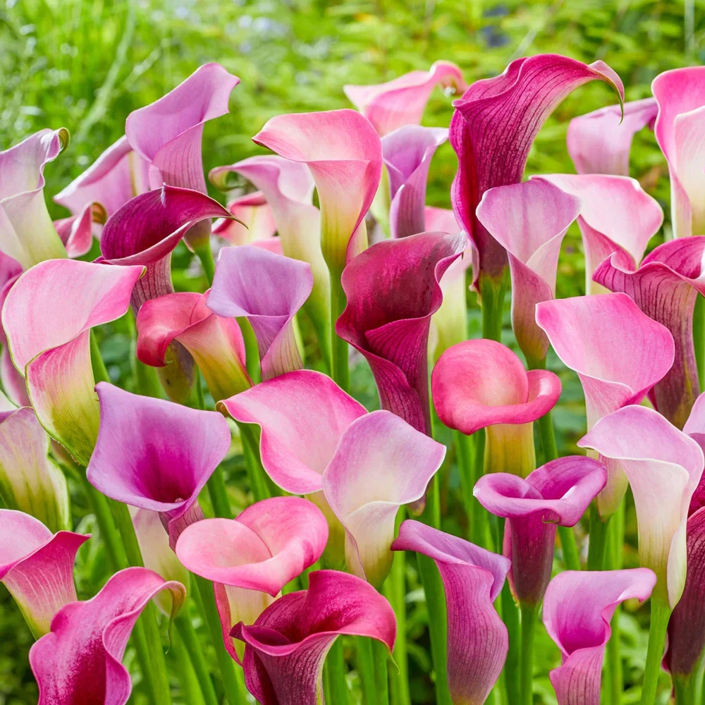Out in Style Calla Lily Blend