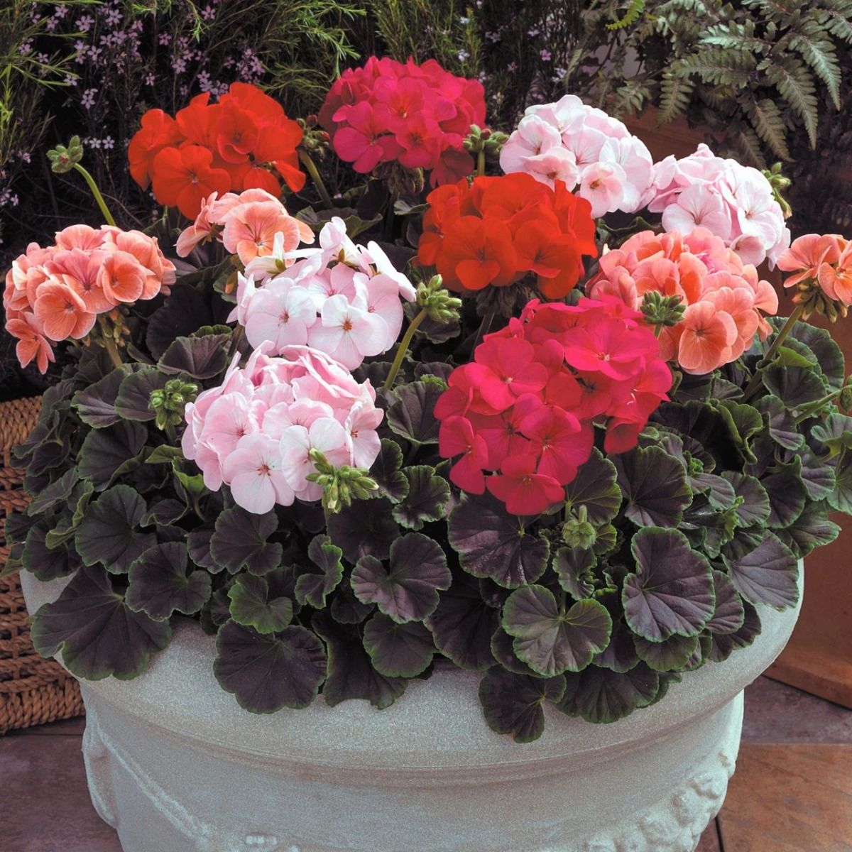 Large Geranium BullsEye Mixed