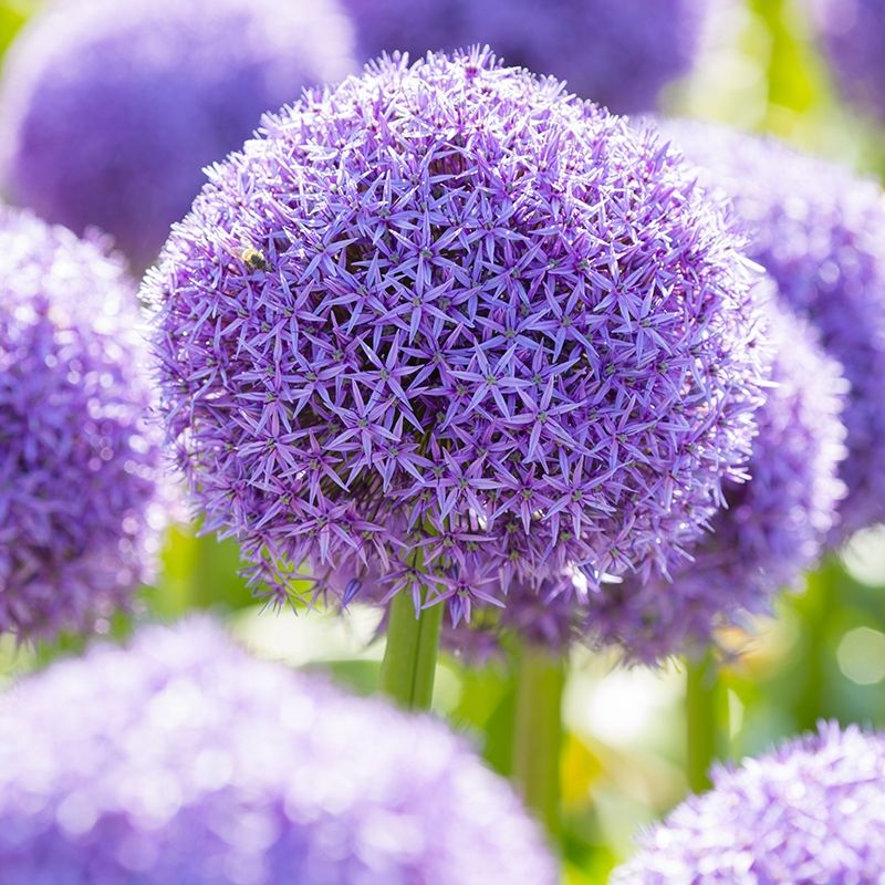 Allium Globemaster - In Bud & Bloom