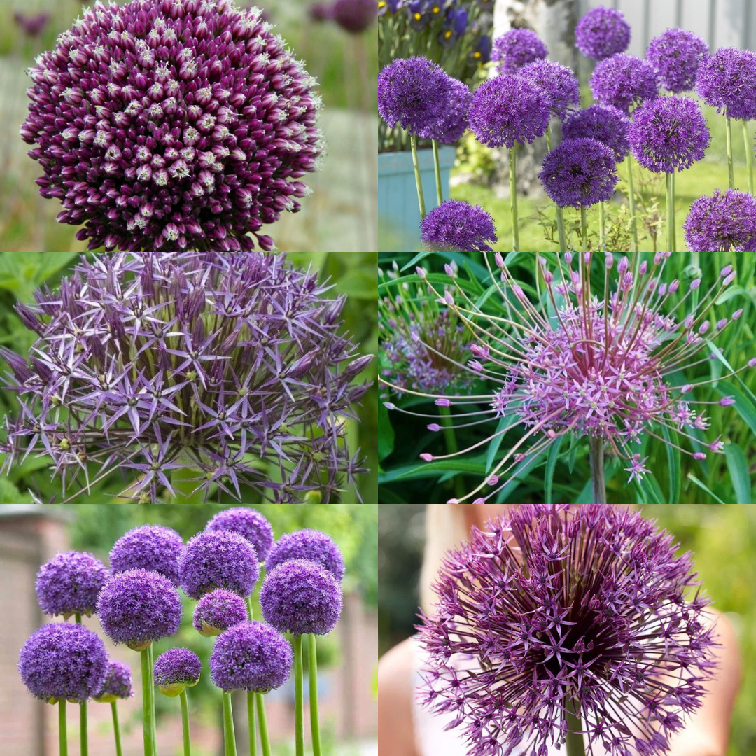 Allium Plants - In Bud & Bloom