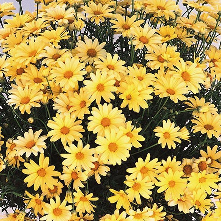 Giant Flowered Yellow Daisy Bushes