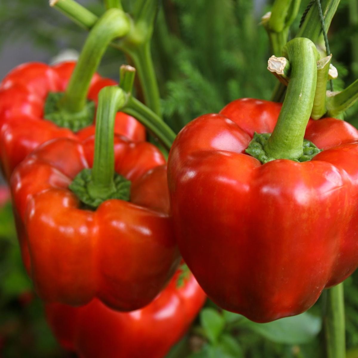 Sweet Pepper ‘California Wonder’