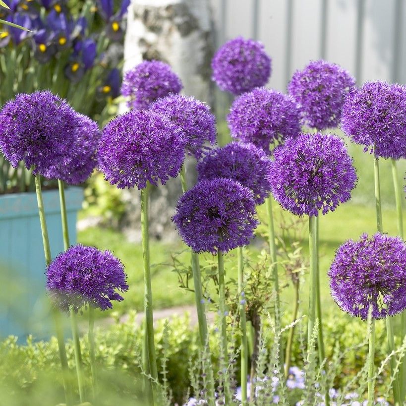 Allium aflatunense - In Bud & Bloom