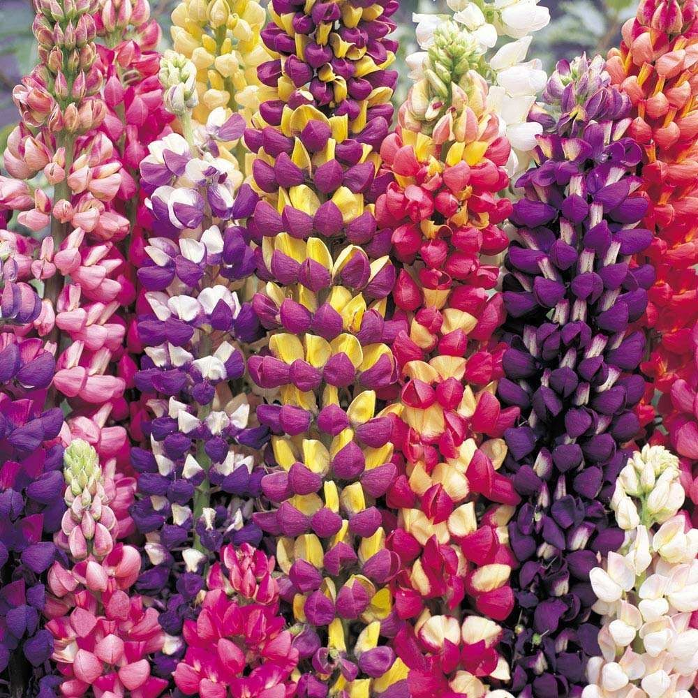 Lupin Tutti Frutti - Collection of FIVE Plants