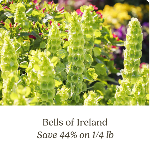 Bells of Ireland; Save 44% on 1/4 lb