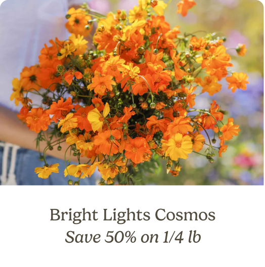 Bright Lights on Cosmos; Save 50% on 1/4 lb