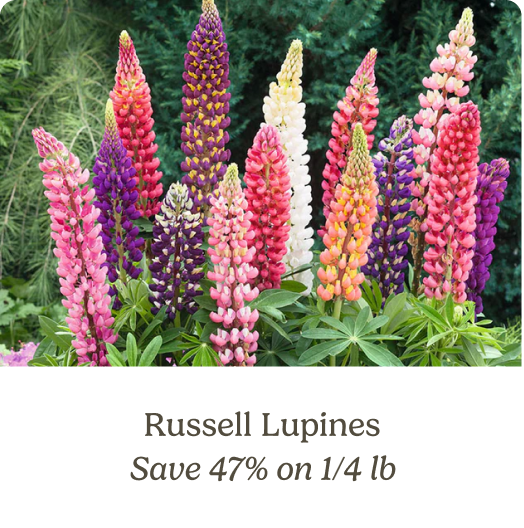 Russell Lupines; Save 47% on 1/4 lb
