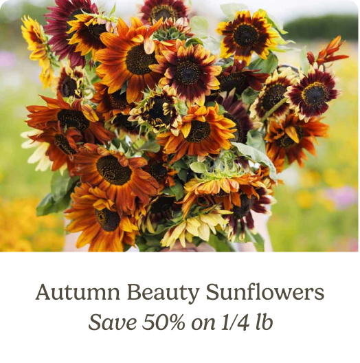 Autumn Beauty Sunflowers; Save 50% on 1/4 lb