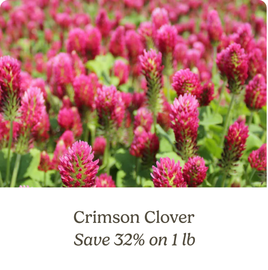 Crimson Clover; Save 32% on 1 lb