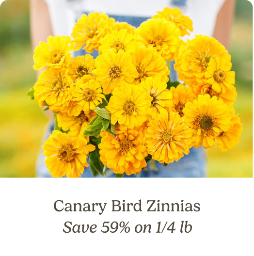 Canary Bird Zinnias; Save 59% on 1/4 lb