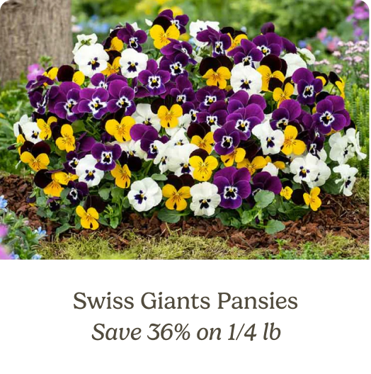 Swiss Giants Pansies; Save 36% on 1/4 lb