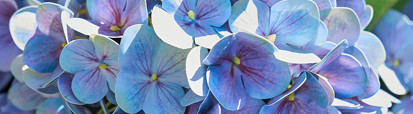 Closeup of Outdoor Purple Hydrangea Harmony Pot Fillers