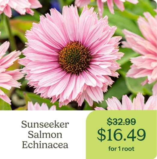 Sunseeker Salmon Echinacea