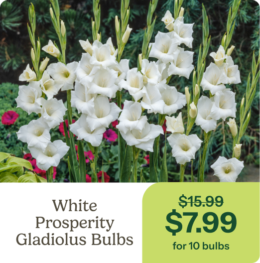 White Prosperity Gladiolus Bulbs