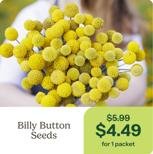 Billy Button Seeds