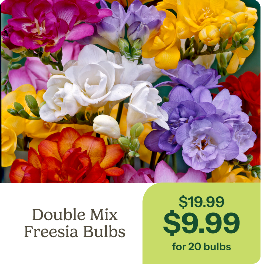 Double Mix Freesia Bulbs