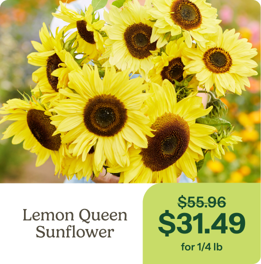 Lemon Queen Sunflower