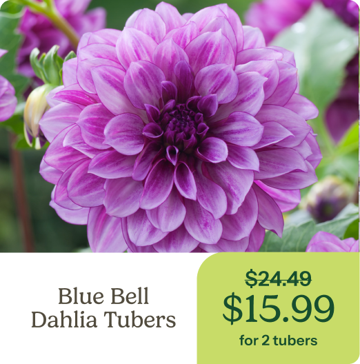 Blue Bell Dahlia Tubers