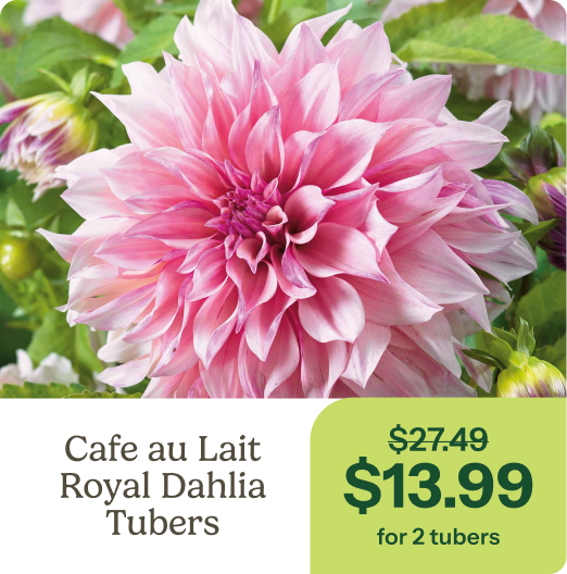 Cafe au Lait Royal Dahlia Tubers
