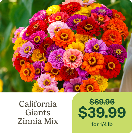 California Giants Zinnia Mix