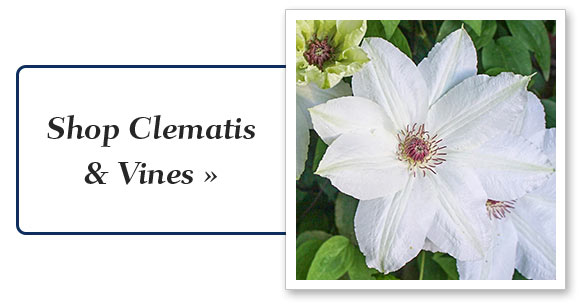 vines_climbers