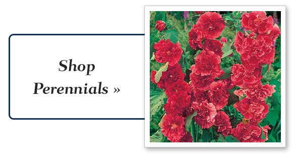 perennial_plants