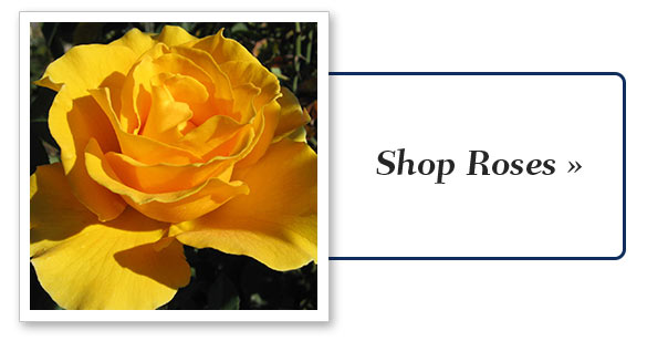 Shop the Sale
