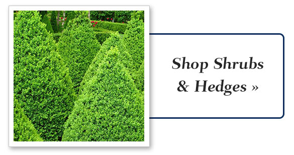 shrubs-hedges