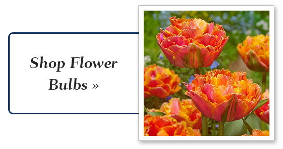 flower_bulbs