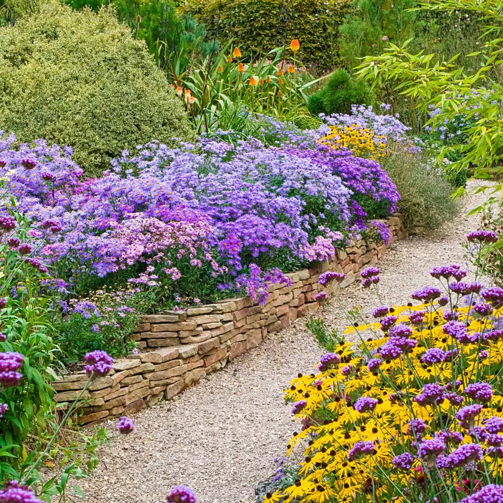 Bushy Aster Blend