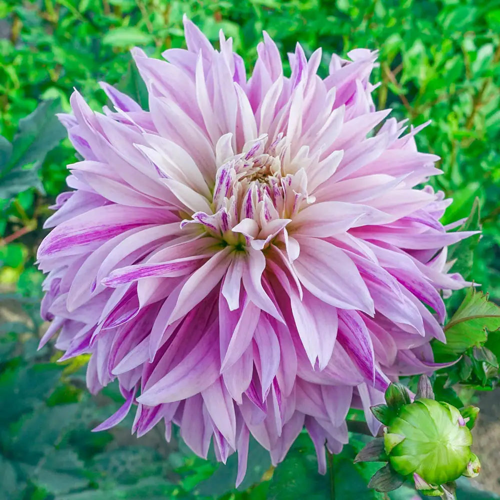 Dinnerplate Dahlia Labyrinth Twotone