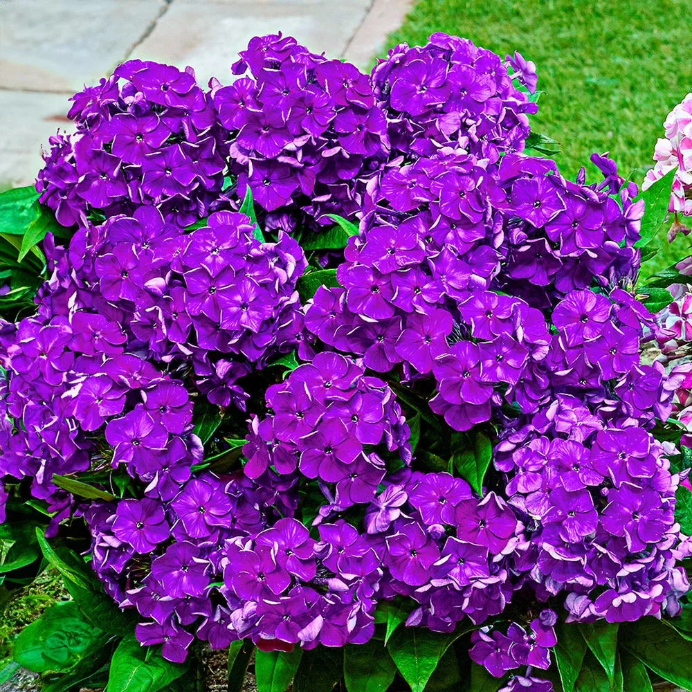 Dwarf Reblooming Phlox Bambini® Desire