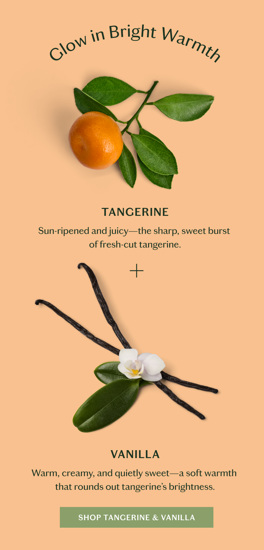 Shop Tangerine & Vanilla