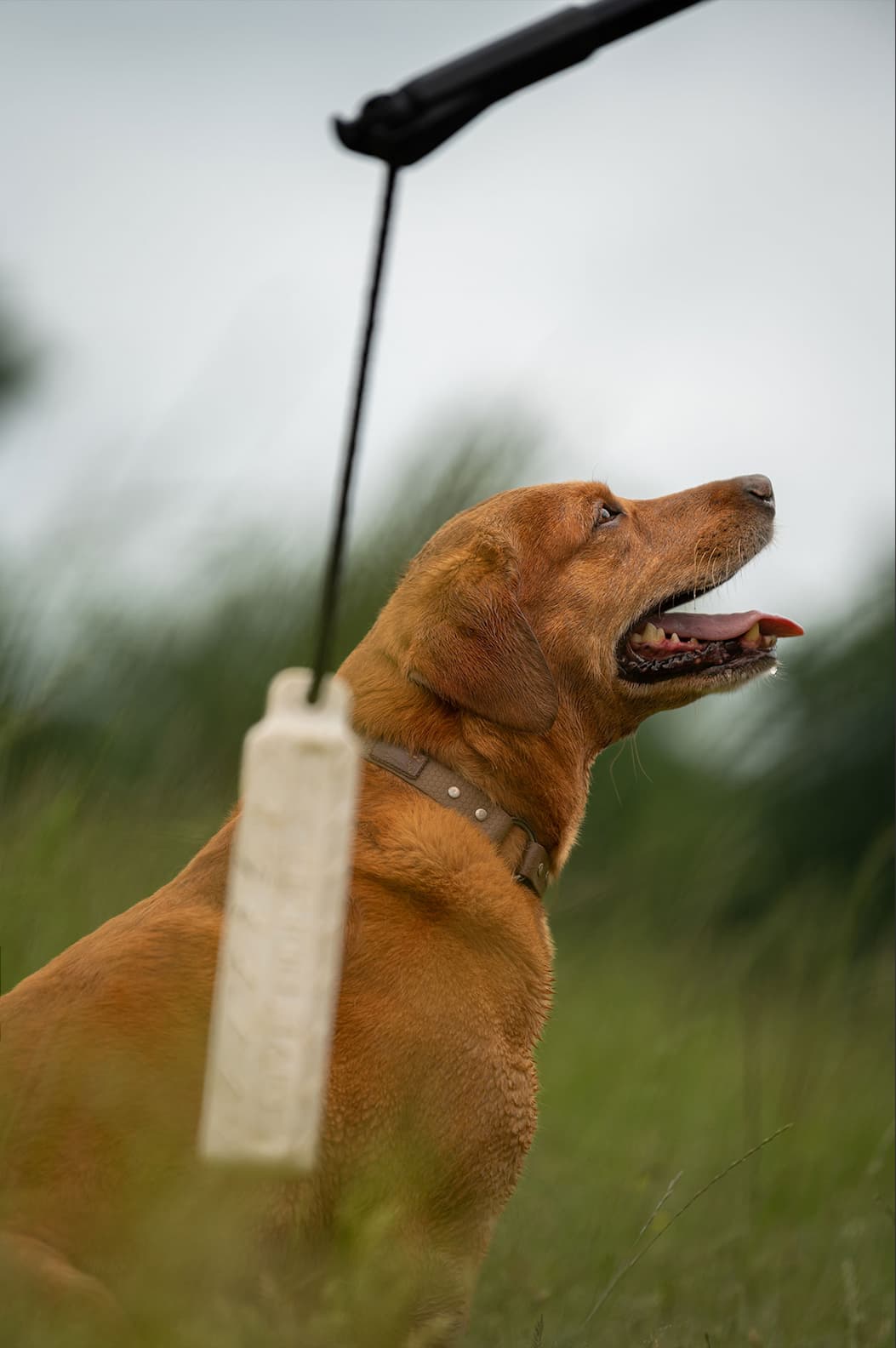 Image displays Ashur's Lab Simba with a bumper.