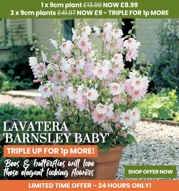 Lavatera 'Barnsley Baby'