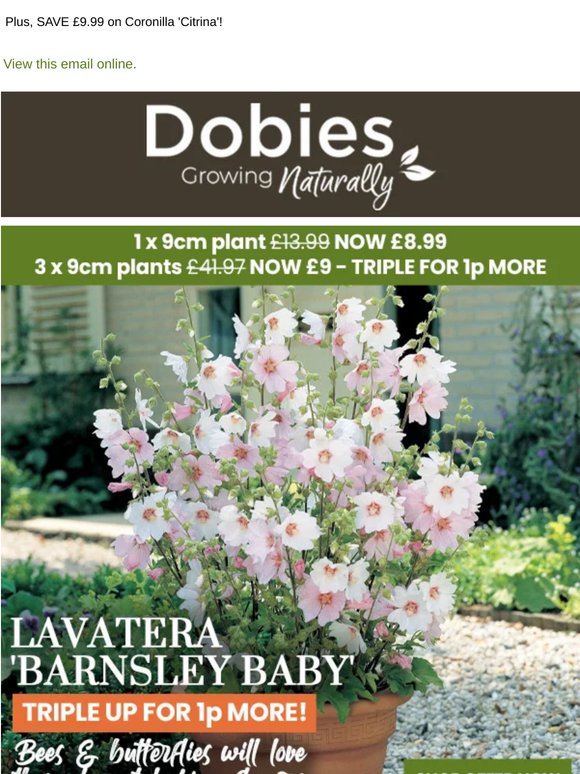 24 HOURS ONLY! Patio Lavatera - Triple up for 1p!