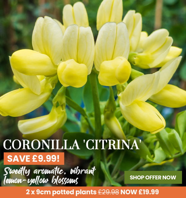 Coronilla 'Citrina'